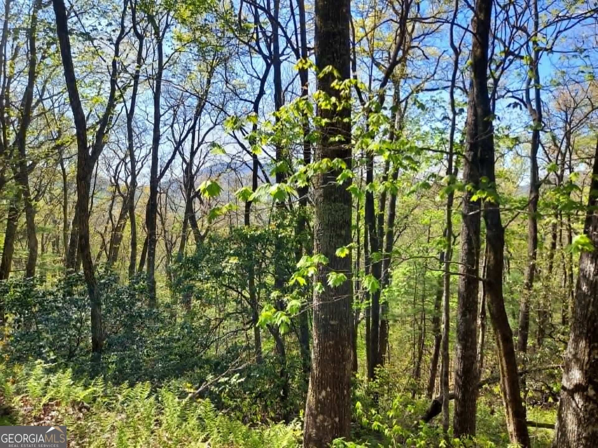 0 LOT 40 Pipetrack Gap RD, Scaly Mtn, NC 28775