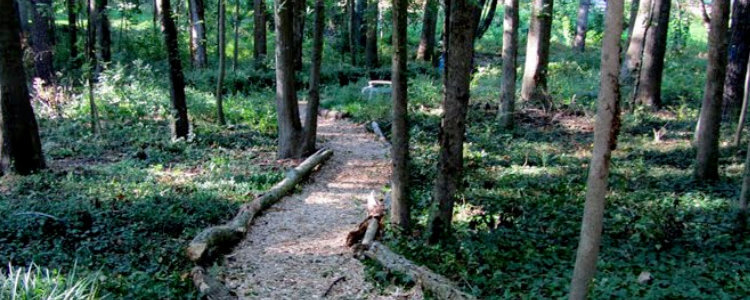 Kirkwood Urban Forest